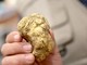 Tartufo e marroni, da Alba a Roccavione e Fossano dominano il week end della provincia di Cuneo