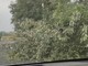 Carmagnola. grosso albero cade sulla A6: code sulla Torino-Savona Carmagnola. grosso albero cade sulla A6: code sulla Torino-Savona