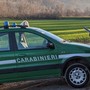 Cavallo denutrito, con gravi ferite non curate e poi deceduto: denunciata la proprietaria di un'area agricola a Castelveccana