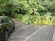 Maltempo, a Varese crolla una pianta su viale Piero Chiara: circolazione bloccata. Viale Europa chiuso