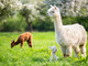 Passeggiata a Canosio con gli alpaca, natura e spettacoli nell'ultima domenica di marzo