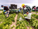 In Piemonte stop al lavoro per braccianti ed operai sotto il sole: Cirio firma l'ordinanza