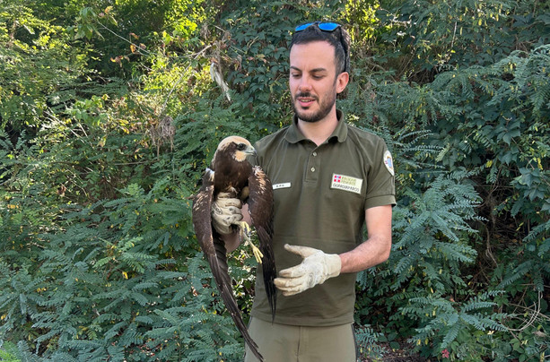 Falco di palude salvato dai guardiaparco, ma non sopravvive: sospetti di bracconaggio