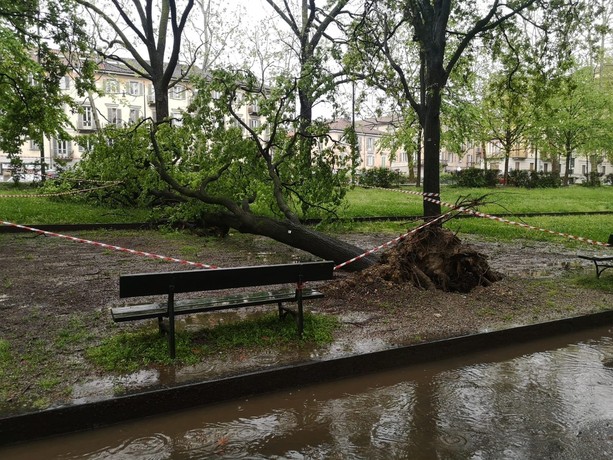 Maltempo, cresce la paura: a parco Michelotti cade una grossa pianta, isolato il comune di Rubiana