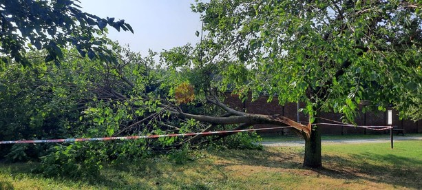 Violento temporale nella notte a Saluzzo: albero spaccato da un fulmine e cantine allagate Violento temporale nella notte a Saluzzo: albero spaccato da un fulmine e cantine allagate