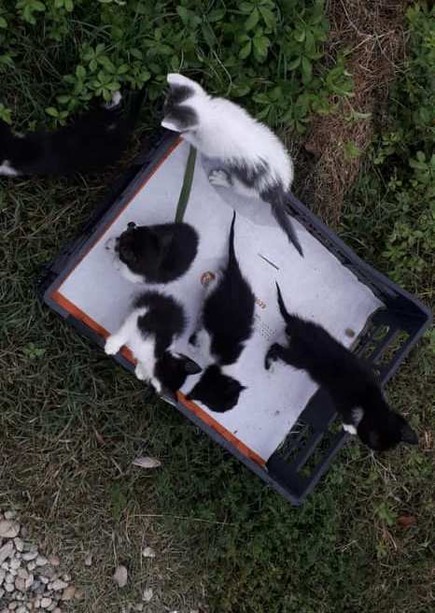 Sei gattini abbandonati salvati stamattina a Virle Sei gattini abbandonati salvati stamattina a Virle