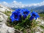 Raccoglie centinaia di genziane nel Parco del Monviso, ma è vietato: 600 euro di multa per un escursionista