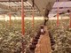 Maxi operazione antidroga a Bra: sequestrata marijuana per 1,5 milioni di euro [VIDEO]