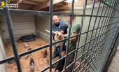 Scoperto un allevamento abusivo di cani a Brusimpiano, due donne denunciate: quaranta cuccioli salvati Scoperto un allevamento abusivo di cani a Brusimpiano, due donne denunciate: quaranta cuccioli salvati