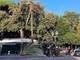 Palma caduta a Nervi, sindaca Salis: “Pronta task force per mettere in sicurezza alberature e spazi verdi"
