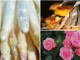 A SPASSO NEL WEEKEND. Una provincia baciata dal sole propone mille eventi: prosegue la Fiera dell'Asparago di Cantello, street food a Gavirate e Festa delle Rose a Induno