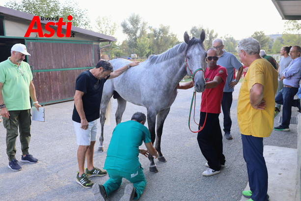 Palio, tutti promossi: completata la prima giornata di visite veterinarie [VIDEO E FOTO]