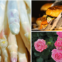 A SPASSO NEL WEEKEND. Una provincia baciata dal sole propone mille eventi: prosegue la Fiera dell'Asparago di Cantello, street food a Gavirate e Festa delle Rose a Induno