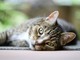 Due abbandoni di animali in poche ore e una denuncia. L'appello ad adozioni consapevoli