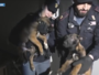 Sgominato traffico di cani di razza: la Polizia salva mamma e cuccioli malinois maltrattati