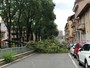 Maltempo, il vento forte sferza Torino: cade un albero in corso Gabetti [FOTO]
