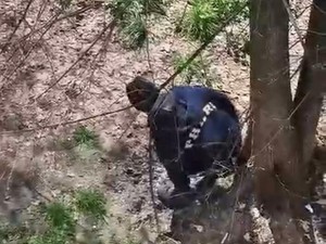 Il giardino trasformato in wc dagli spacciatori: "Siamo invasi dalle mosche verdi"