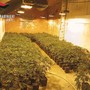 Droga e armi, l’inchiesta dei carabinieri si allarga: scoperta una piantagione con 1.206 piante di marijuana Droga e armi, l’inchiesta dei carabinieri si allarga: scoperta una piantagione con 1.206 piante di marijuana