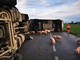 Villafalletto, autoarticolato carico di maiali si ribalta sulla Provinciale 25 (FOTO) Villafalletto, autoarticolato carico di maiali si ribalta sulla Provinciale 25 (FOTO)