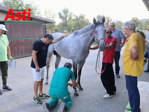 Palio, tutti promossi: completata la prima giornata di visite veterinarie [VIDEO E FOTO]