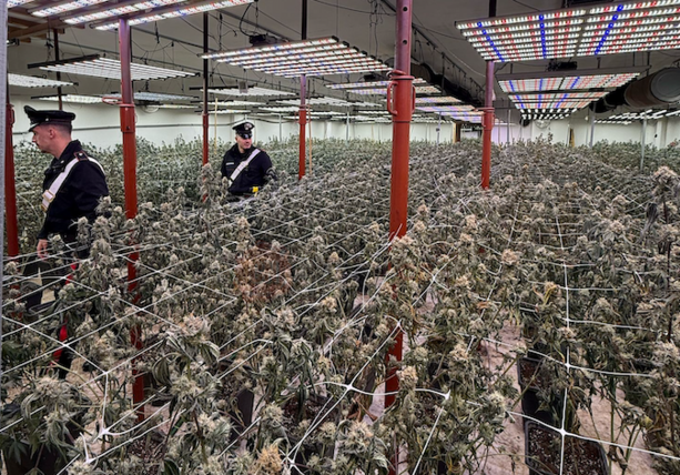 Nuova piantagione di marijuana scoperta dai Carabinieri di Bra: sequestrate 762 piante e 65 chilogrammi di infiorescenze già essiccate