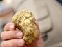 Tartufo e marroni, da Alba a Roccavione e Fossano dominano il week end della provincia di Cuneo Tartufo e marroni, da Alba a Roccavione e Fossano dominano il week end della provincia di Cuneo