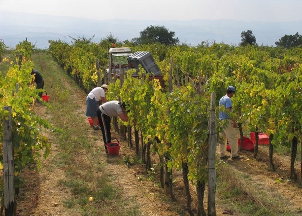 Vino, in Piemonte è crisi totale: le associazioni chiedono interventi urgenti