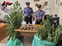 Cappelli vistosi, liti tra vicini, cocaina nei calzini e tra le gomme da masticare: cinque arresti insoliti per droga Cappelli vistosi, liti tra vicini, cocaina nei calzini e tra le gomme da masticare: cinque arresti insoliti per droga