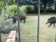 Nichelino, cighiali scorrazzano di fronte ad un giardino in zona Boschetto: &quot;Siamo esasperati&quot; [VIDEO]
