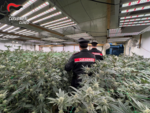 Maxi operazione antidroga "Oro verde" nel Cuneese e nel Torinese: otto arresti e sequestri per mezzo milione