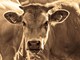 Tragico incidente in una azienda agricola, allevatore ucciso da una mucca