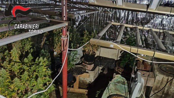 A Cumiana maxi-piantagione di marijuana: oltre 700 chili di droga. Cinque in manette [VIDEO]