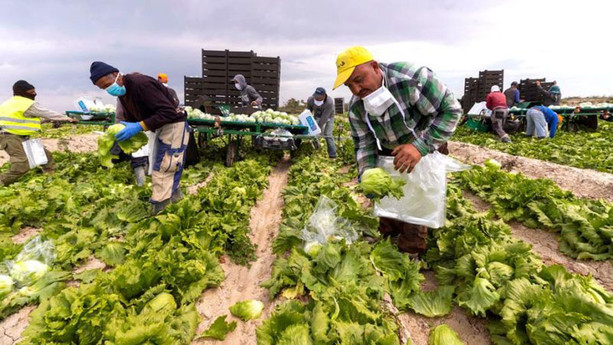 In Piemonte stop al lavoro per braccianti ed operai sotto il sole: Cirio firma l'ordinanza