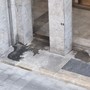 Il salotto della città tra cerimonie e sporcizia: la denuncia da piazza San Carlo