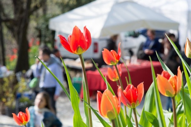 Domenica delle Palme tra fiori, mercatini ed eventi per famiglie in tutta la provincia di Cuneo Domenica delle Palme tra fiori, mercatini ed eventi per famiglie in tutta la provincia di Cuneo