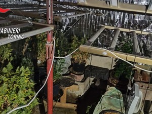 A Cumiana maxi-piantagione di marijuana: oltre 700 chili di droga. Cinque in manette [VIDEO]