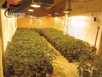 Droga e armi, l’inchiesta dei carabinieri si allarga: scoperta una piantagione con 1.206 piante di marijuana