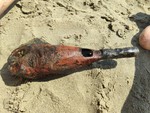 Allarme bomba ai Bagni Il Cubo: un bambino trova un ordigno tra gli scogli, area chiusa in attesa degli artificieri Allarme bomba ai Bagni Il Cubo: un bambino trova un ordigno tra gli scogli, area chiusa in attesa degli artificieri