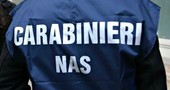 Topi morti nel magazzino: i Nas chiudono un supermercato Topi morti nel magazzino: i Nas chiudono un supermercato