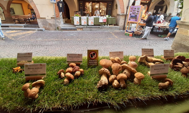 Oggi l'arrivo a Boves della Carovana della Pace, mentre Ceva e Carrù celebrano l'autunno con uva e funghi