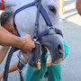 Palio di Asti, partite le visite veterinarie: massima attenzione e cura nelle valutazioni e salute dei cavalli. Due al momenti gli esclusi [FOTO E VIDEOINTERVISTE]