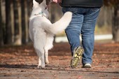 Imbrattò chiesa e biblioteca con le feci del cane per protestare contro le restrizioni anti-Covid: condannata