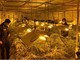 Marijuana, scoperte 627 piante in un capannone a Gorla Maggiore. Due arresti