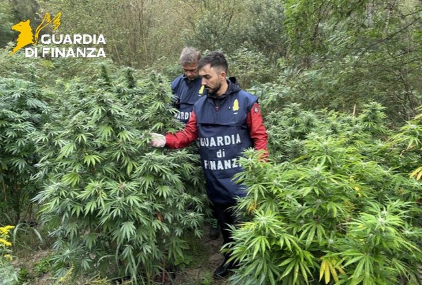 Rinvenuta piantagione di marijuana lungo il Tanaro a Santa Vittoria d'Alba: sequestrati 40 kg di stupefacente
