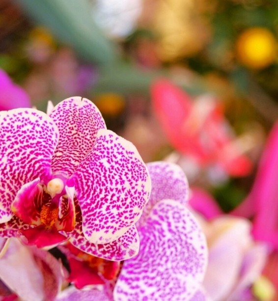 Mentone celebra la natura con la 92ª Fête du Citron (Foto) Mentone celebra la natura con la 92ª Fête du Citron (Foto)