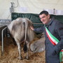 Inaugurata a Fossano la 45 ª Mostra nazionale dei Bovini di Razza Piemontese, gli allevatori esibiscono le loro eccellenze [FOTO e VIDEO]
