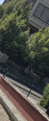 Nizza Millefonti, ancora una segnalazione di degrado: "Anche a Ferragosto la situazione è sempre identica"