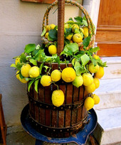 Il Citron de Menton, storia e identità di un frutto d’oro