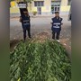 Castagnole Monferrato: aveva trasformato il giardino di casa in una piantagione di marijuana