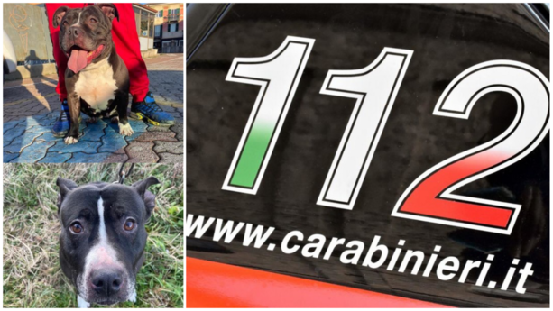 Cani Amstaff morti a Carcare, la proprietaria: "Erano in buona salute e accuditi, letto e sentito tante falsità"